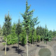 Cercidiphyllum japonicum 10-12 HO container