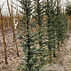 Cedrus l. 'Glauca' 12-14 HO container geveerd