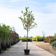 Cercis siliquastrum 8-10 HO container