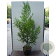 Cryptomeria j. 'Kitayama' 125-150 cm container meerstammmig