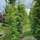Fagus sylvatica 10-12 HO draadkluit geveerd