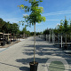 Gleditsia triacanthos 'Sunburst Locust' 12-14 HO container
