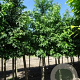 Liquidambar styraciflua 14-16 HO draadkluit