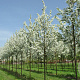 Malus baccata 'Street Parade' 10-12 HO container