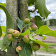 Malus 'Mokum' 14-16 HO container