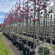 Malus 'Rudolph' 10-12 HO container