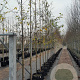 Ostrya carpinifolia 10-12 HO container