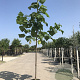 Paulownia tomentosa 8-10 HO container