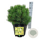 Pinus mugo 'Winter Gold' 60 cm stam 15L kroon 30-40