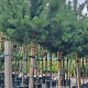 Pinus sylvestris 12-14 HO container