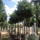 Pinus sylvestris 14-16 HO container