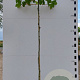 Platanus hispanica 10-12 HO container dakvorm