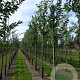 Prunus a. 'Landscape Bloom' 14-16 HO container