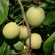 Prunus d. 'Reine Claude d'Oullins' 12-14 HO container