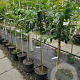 Prunus d. 'Victoria' 8-10 HA container