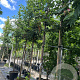 Prunus padus 14-16 HO container