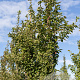 Prunus subh. 'Autumnalis' 12-14 HO draadkluit