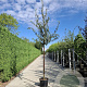 Prunus serrula 10-12 HO container
