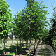 Pterocarya fraxinifolia 10-12 HO container