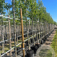 Pyrus calleryana 'Chanticleer' 10-12 HO container