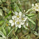 Pyrus salicifolia 'Pendula' 12-14 HO container 225 cm stam