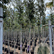Quercus ilex 6-8 HO container