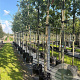 Quercus robur 10-12 HO container