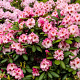 Rhododendron 'Bohlkens Kronjuwel' 60-70 cm 40L