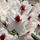 Rhododendron Hachmann's Picobello 60-70 cm 40L