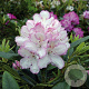 Rhododendron 'Picotee' 60-70 cm 40L