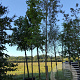 Salix alba 16-18 HO container