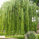 Salix babylonica 12-14 HO container