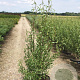 Salix babylonica 'Tortuosa' 300-350 cm container geveerd