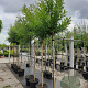 Styphnolobium japonicum 8-10 HO container