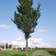 Ulmus 'Clusius' 16-18 HO container