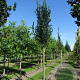 Ulmus 'Columella' 12-14 HO container