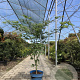 Acer Arctic Jade 175-200 cm cont. 90L extra