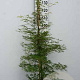 Acer Ice Dragon 150-175 cm cont. 55L extra