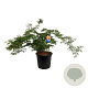 Acer Ice Dragon 80-100 cm 30L breed extra