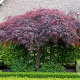 Acer pal. 'Garnet' 60-80 cm 30L breed extra