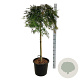 Acer pal. 'Orangeola' 160 cm stam 30L