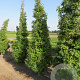 Acer pal. 'Silhouette' 175-200 cm cont. 55L extra
