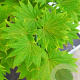 Acer shirasawanum 'Aureum' 100-125 cm 30L extra