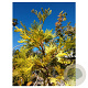 Calocedrus dec. 'Maupin Glow' 60-80 cm 6,5L