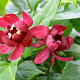 Calycanthus r. 'Aphrodite' 80-100 cm 14L
