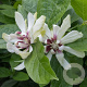 Calycanthus 'Venus' 60-80 cm 30L extra