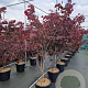 Cercis can. 'Forest Pansy' 150-175 cm 30L extra