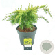 Cedrus deod. 'Lime Glow' 60 cm stam 15L