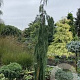 Chamaecyparis n. 'Moonshot' 200-225 cm cont. 55L extra