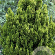 Chamaecyparis o. 'Meroki Twin' 30-40 cm 6,5L